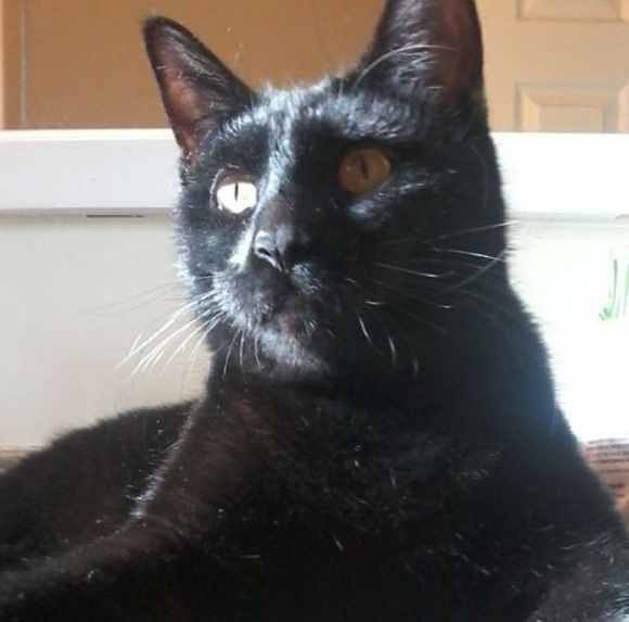 Meet your Posher, Riley - Picture 1 of 1